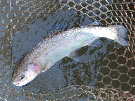 大安トラウトレイク釣果